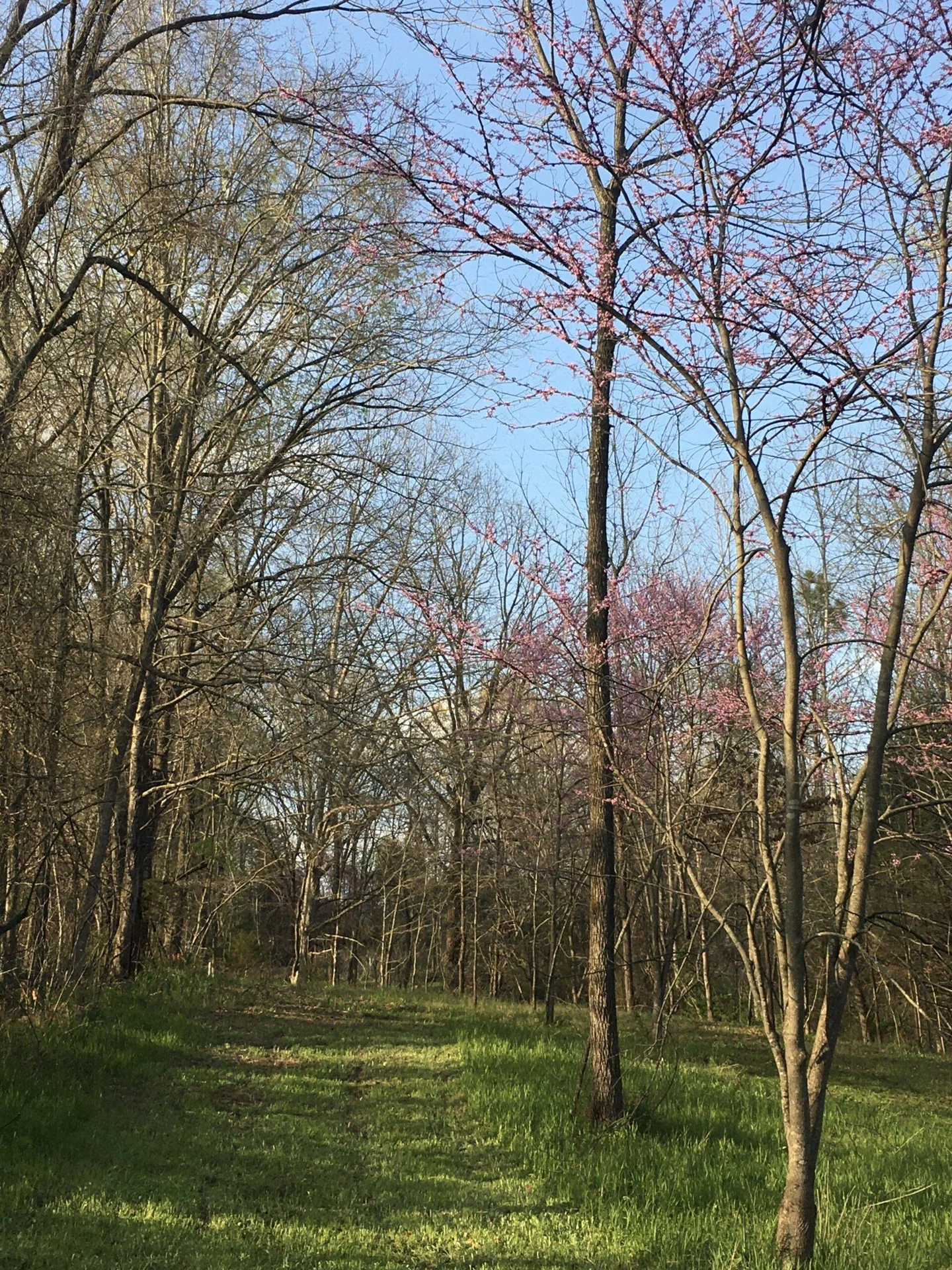 Campsite/RV Parking Near Nashville — photo 1 of 7